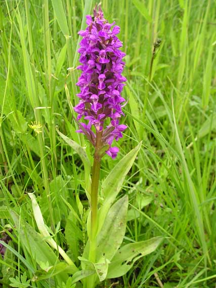 Bild 7 von 15  -  69 kB